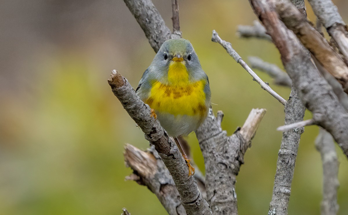 Northern Parula - ML644675940