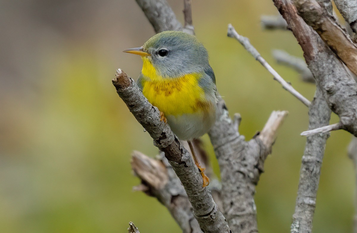 Northern Parula - ML644675941