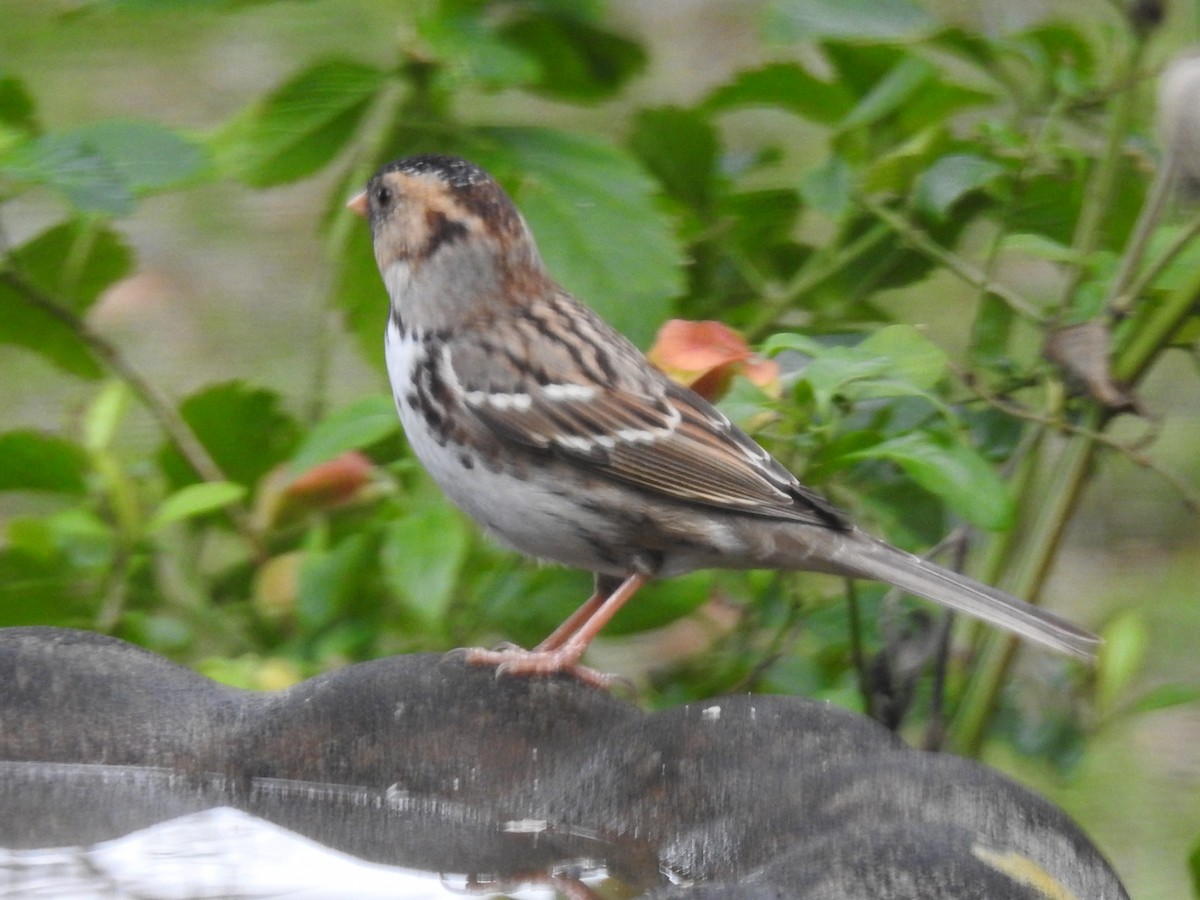 Harris's Sparrow - ML644675947