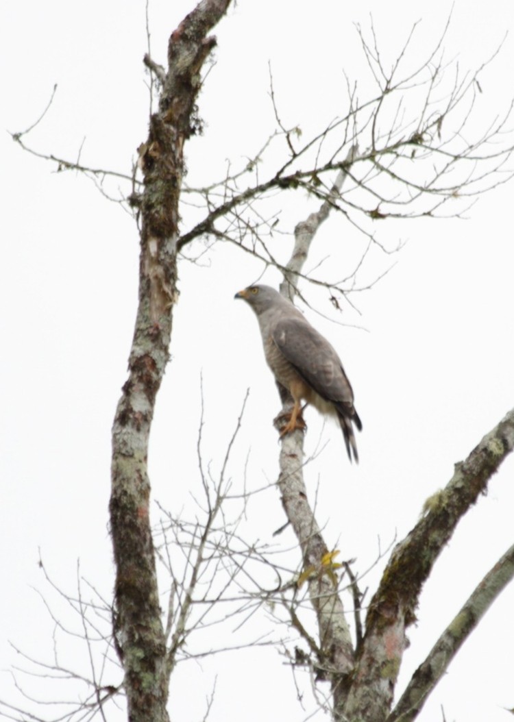 Roadside Hawk - ML644675949