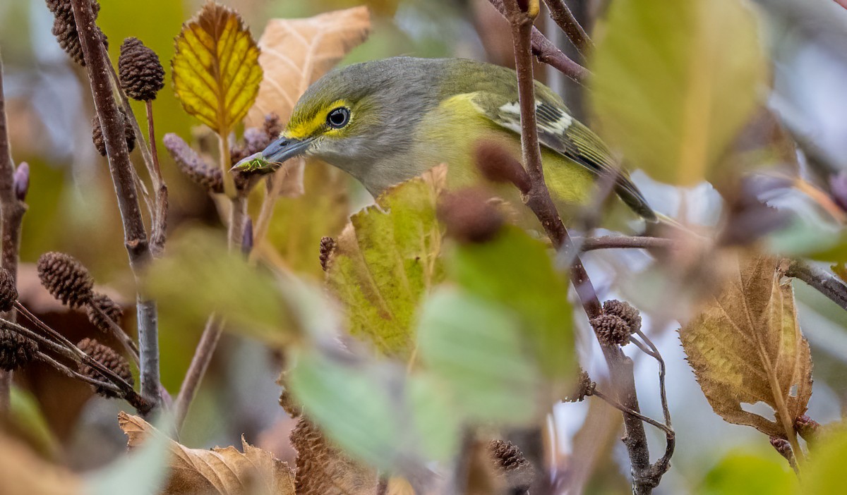 Vireo Ojiblanco - ML644675957