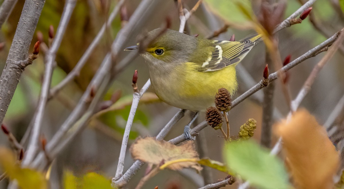 Vireo Ojiblanco - ML644675958