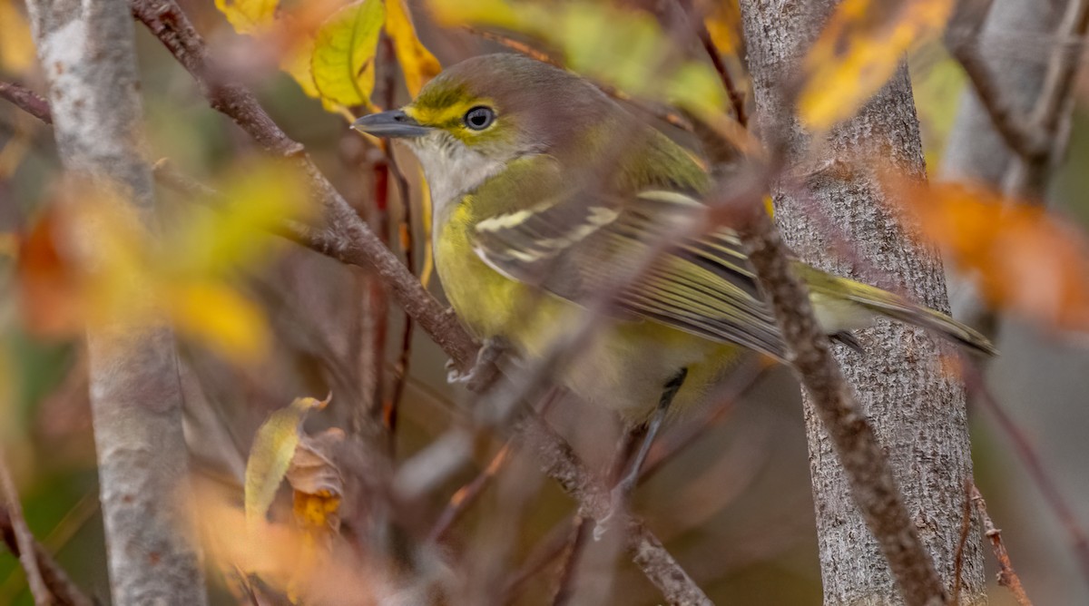 Vireo Ojiblanco - ML644675959