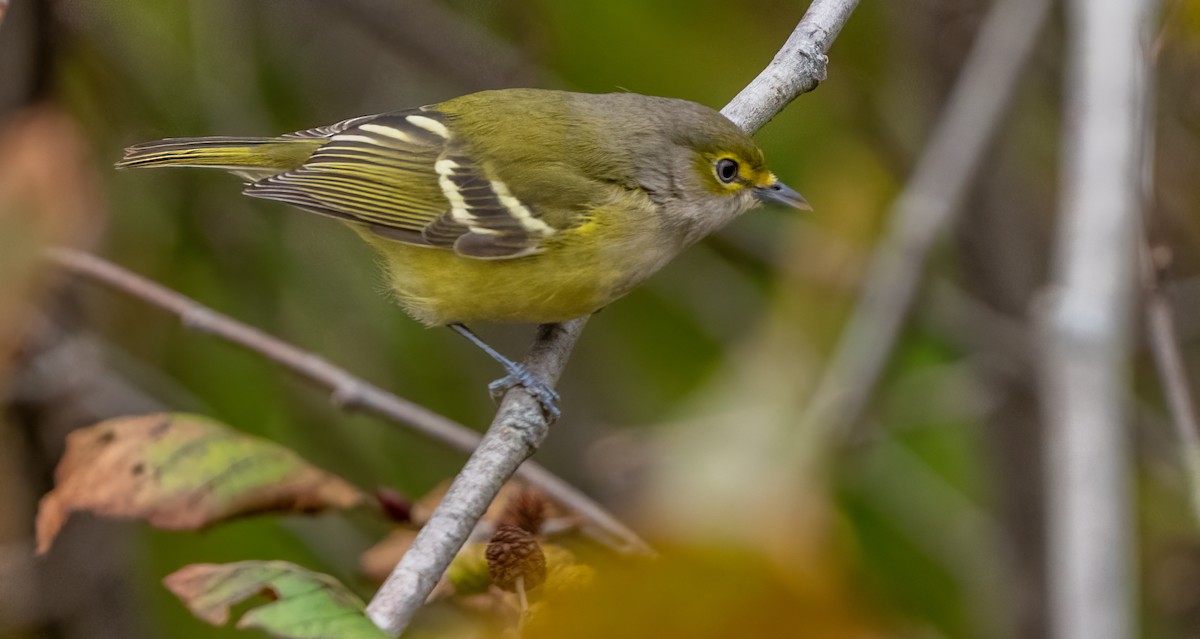 Vireo Ojiblanco - ML644675960