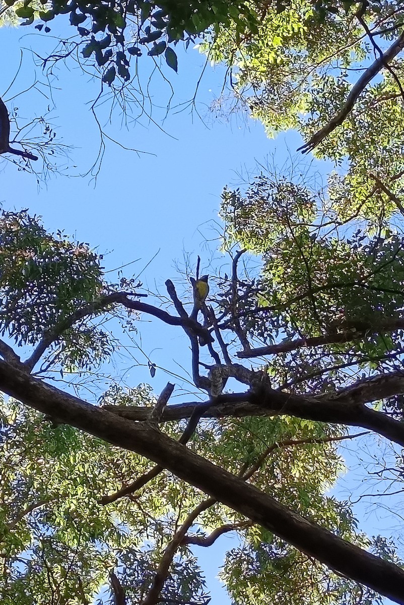 Eastern Shrike-tit - ML644675961