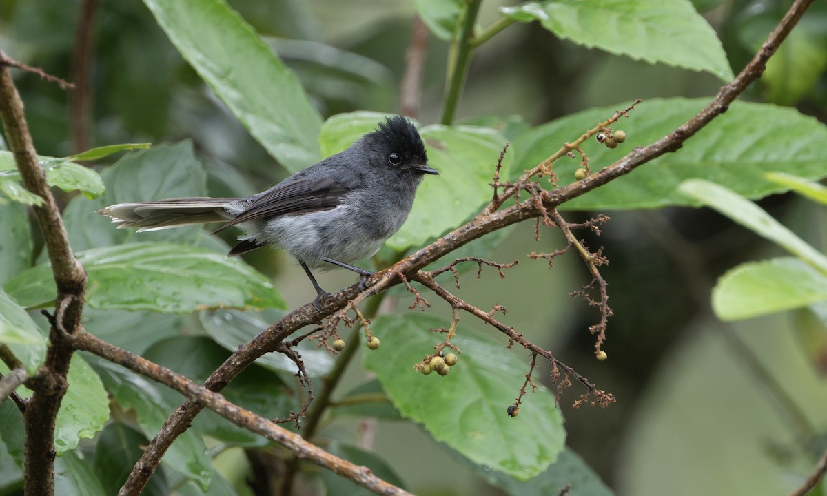 hvittippelminia - ML644675962