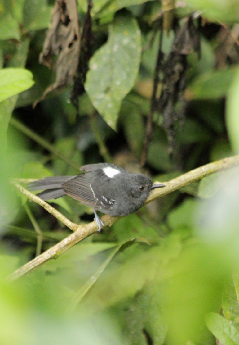 ウスグロアリドリ - ML644675964