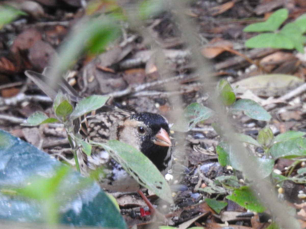 Harris's Sparrow - ML644675972