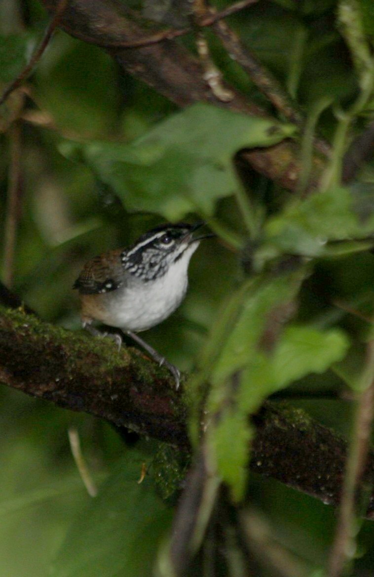 White-breasted Wood-Wren - ML644675973