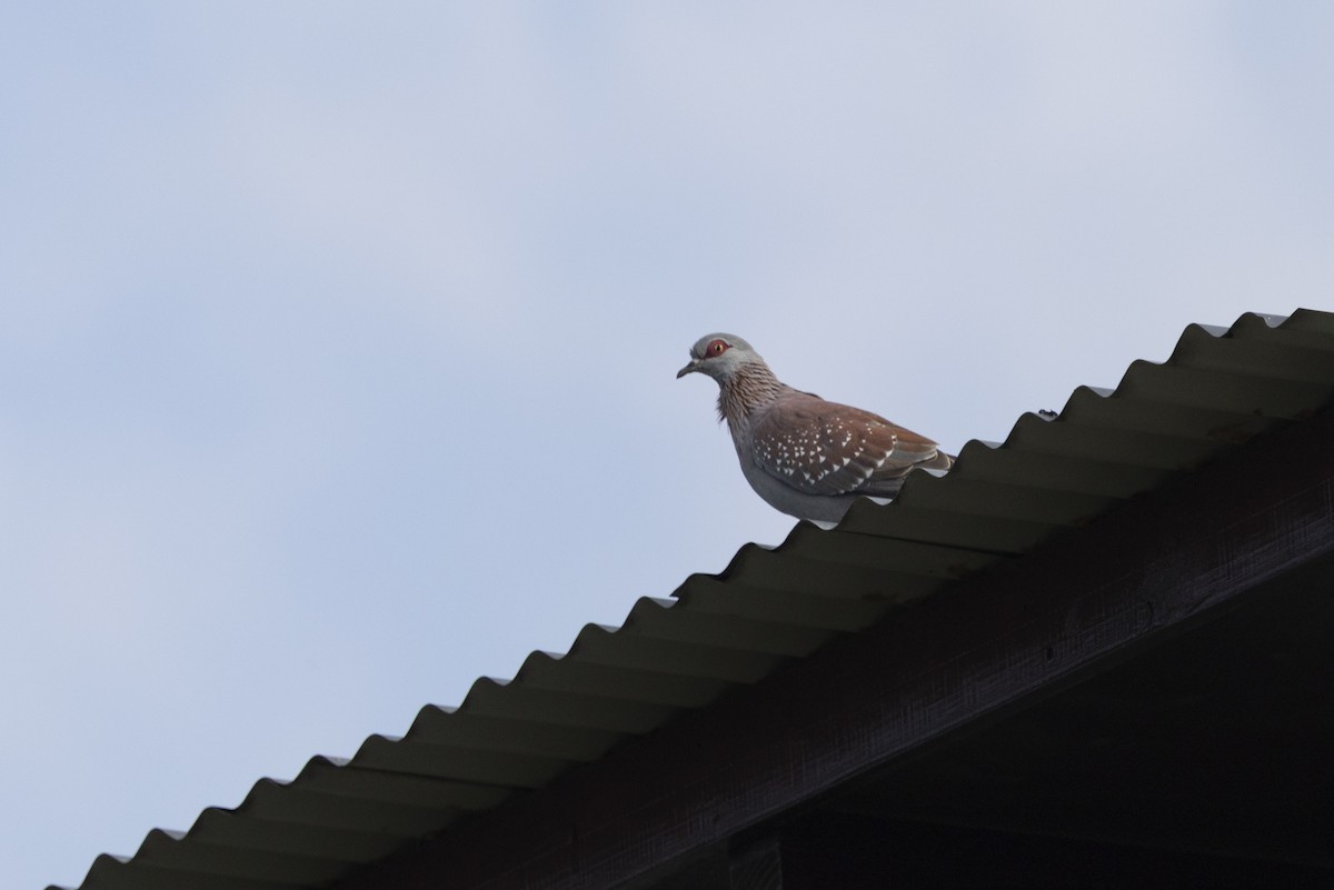 Speckled Pigeon - ML644675974