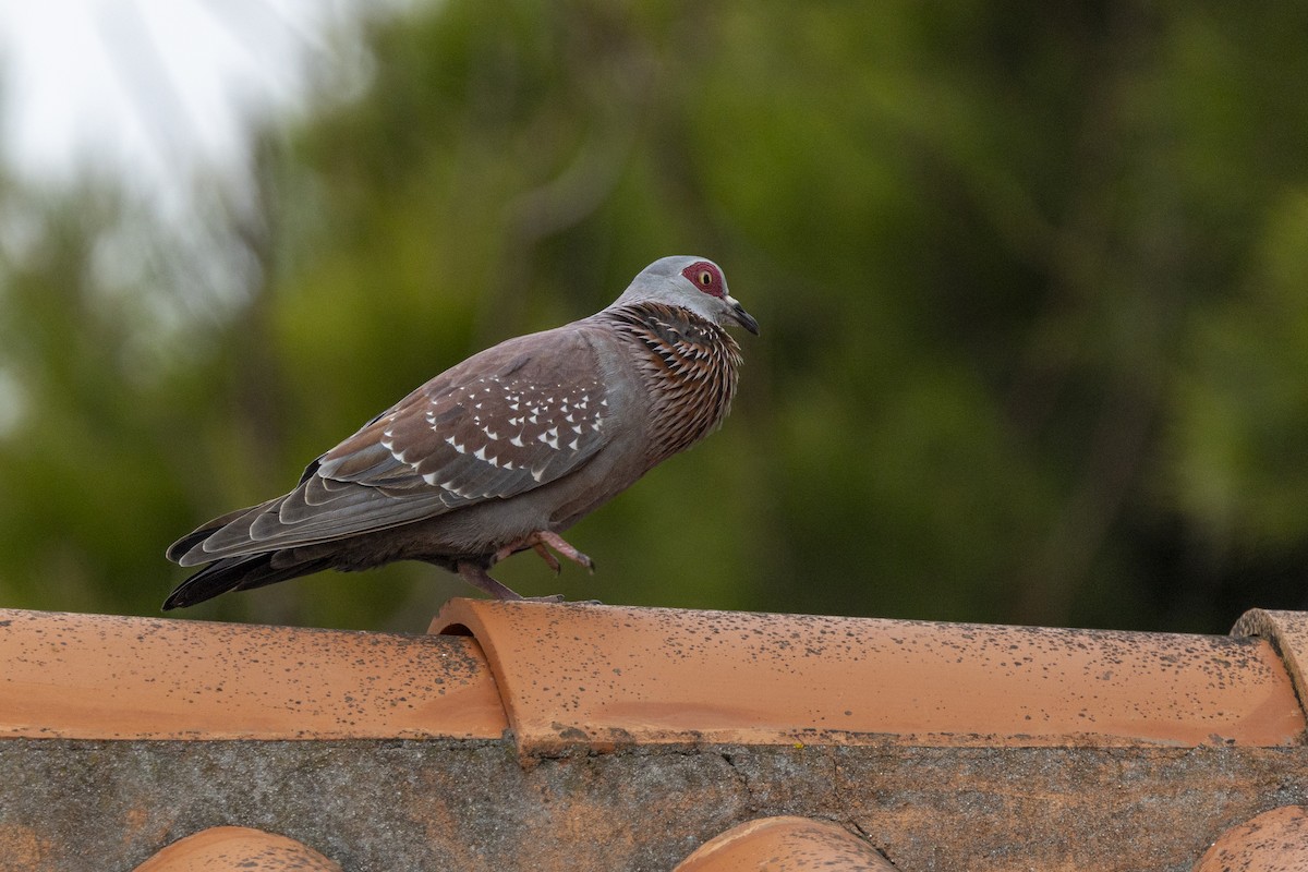 Speckled Pigeon - ML644675975