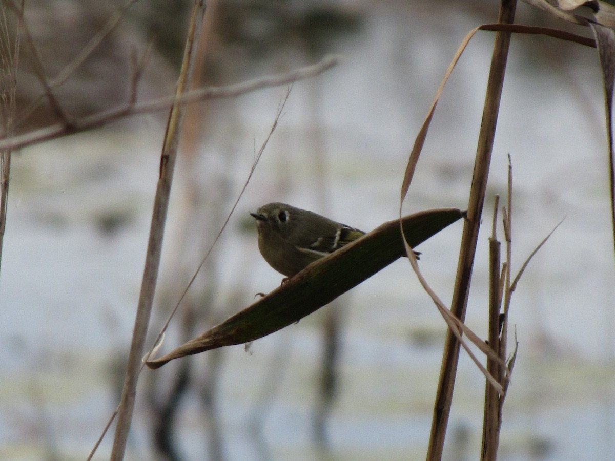Ruby-crowned Kinglet - ML644675976