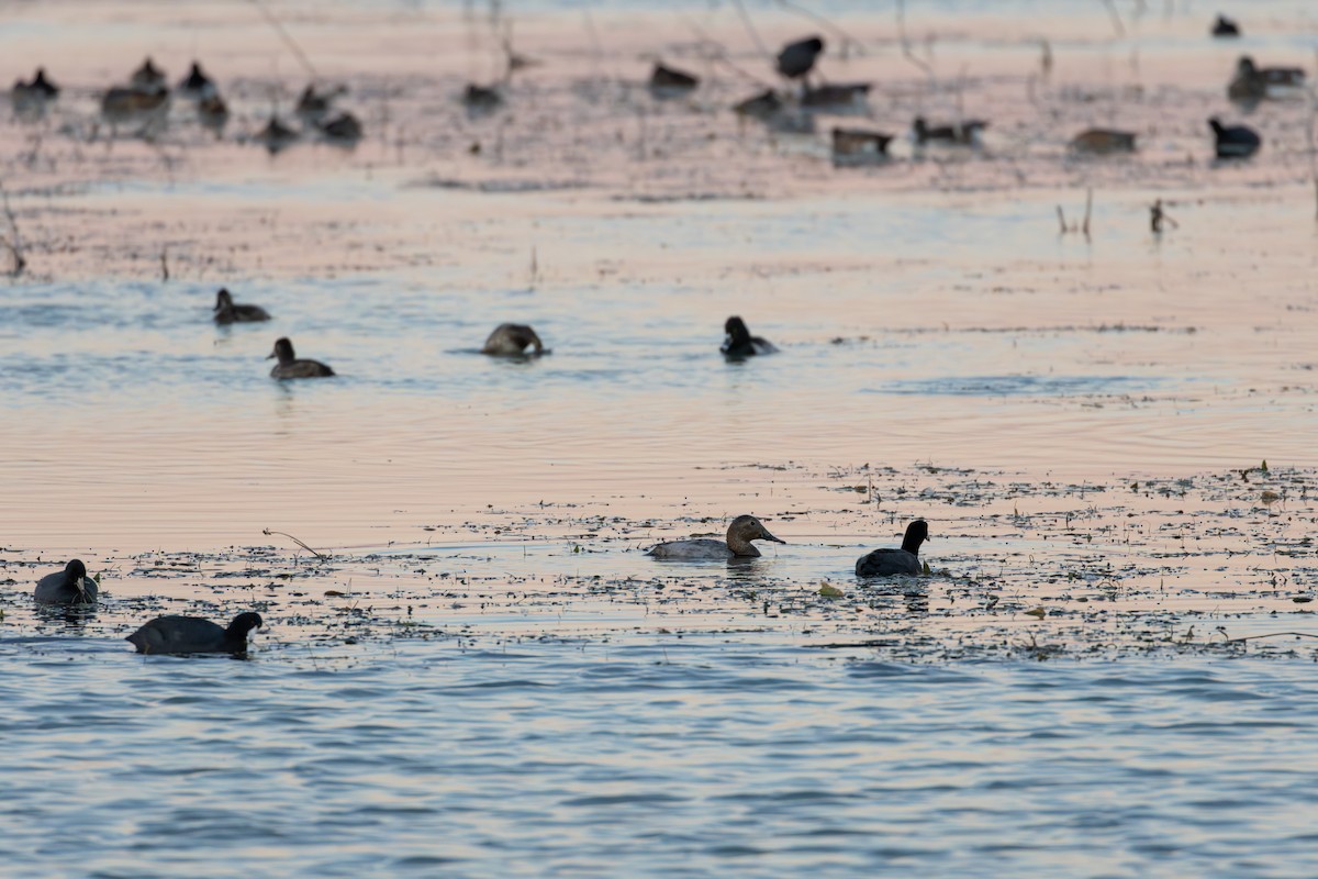 オオホシハジロ - ML644675979