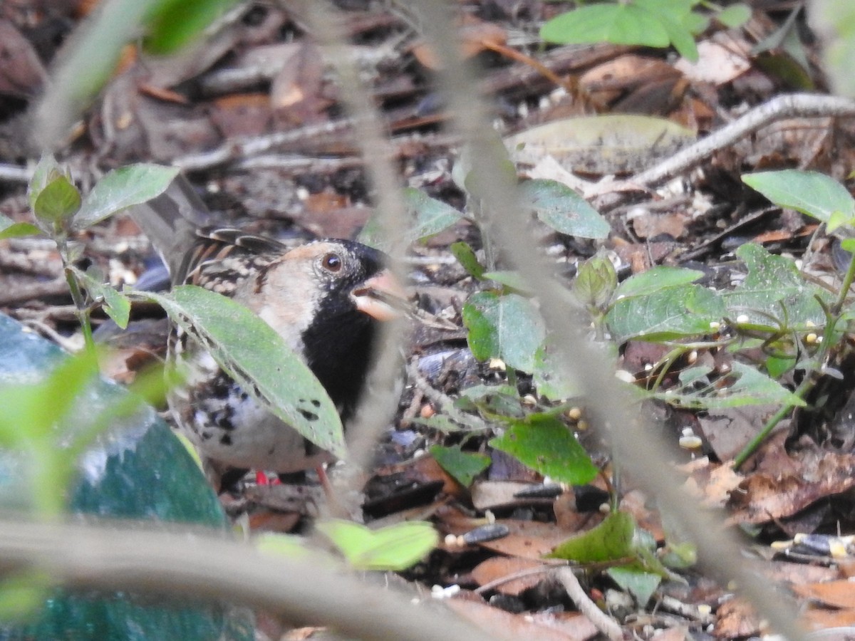 Harris's Sparrow - ML644675983