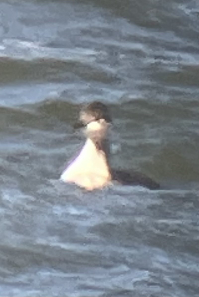 角鸊鷉 - ML644675984