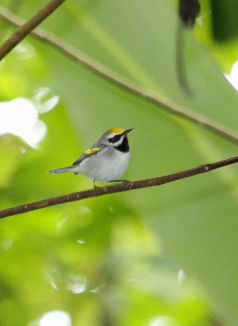 Golden-winged Warbler - ML644675985