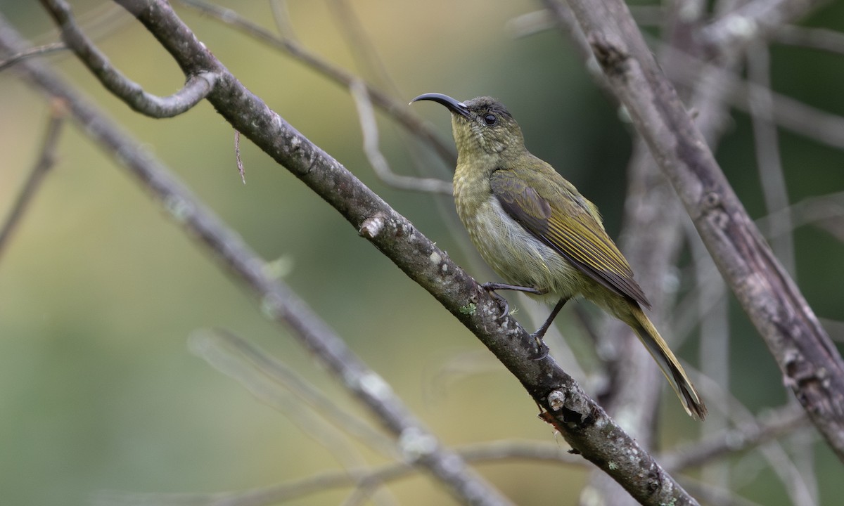 olivensolfugl - ML644675986