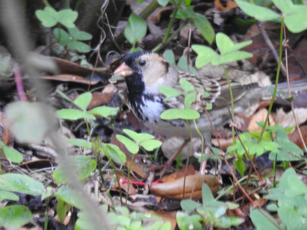 Harris's Sparrow - ML644675988