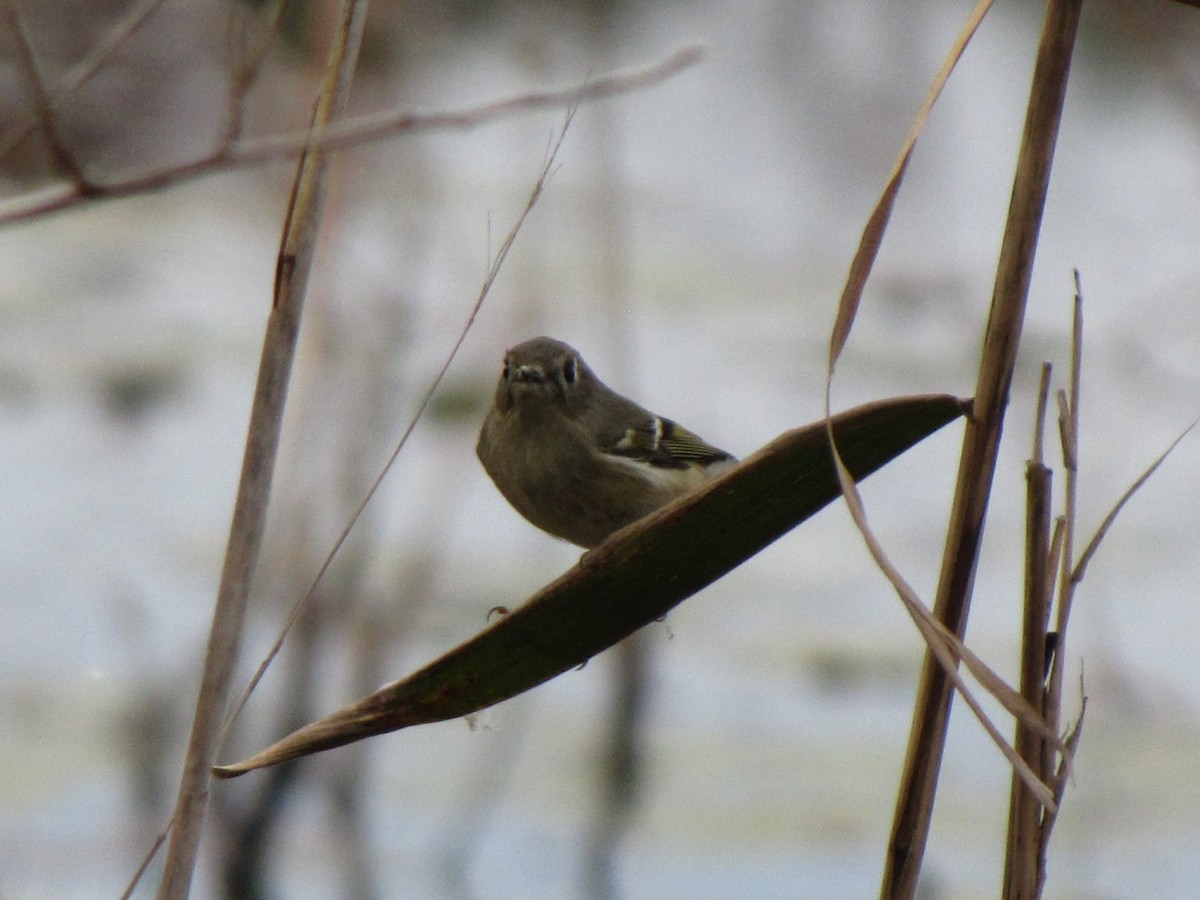 Ruby-crowned Kinglet - ML644676020