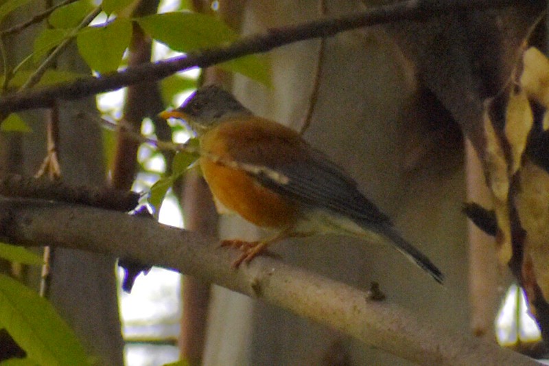 rusttrost - ML644676021