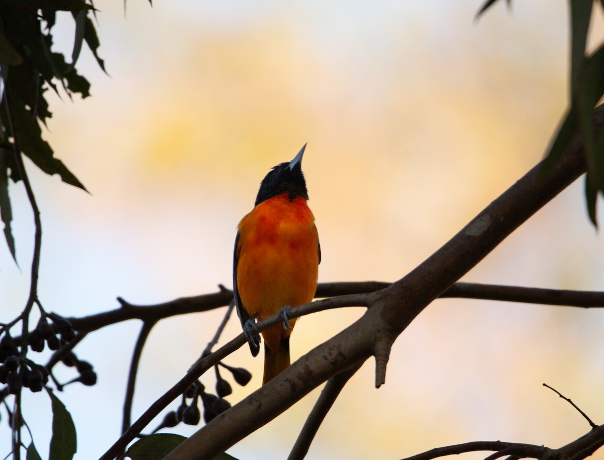 Балтиморский трупиал - ML644676027