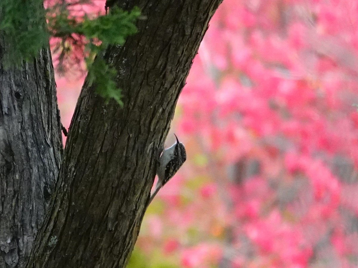 Brown Creeper - ML644676028