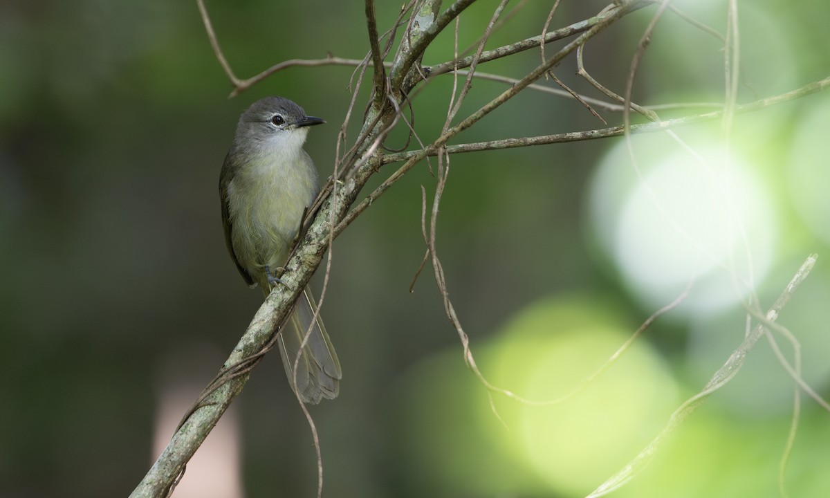 akrobatbylbyl - ML644676029