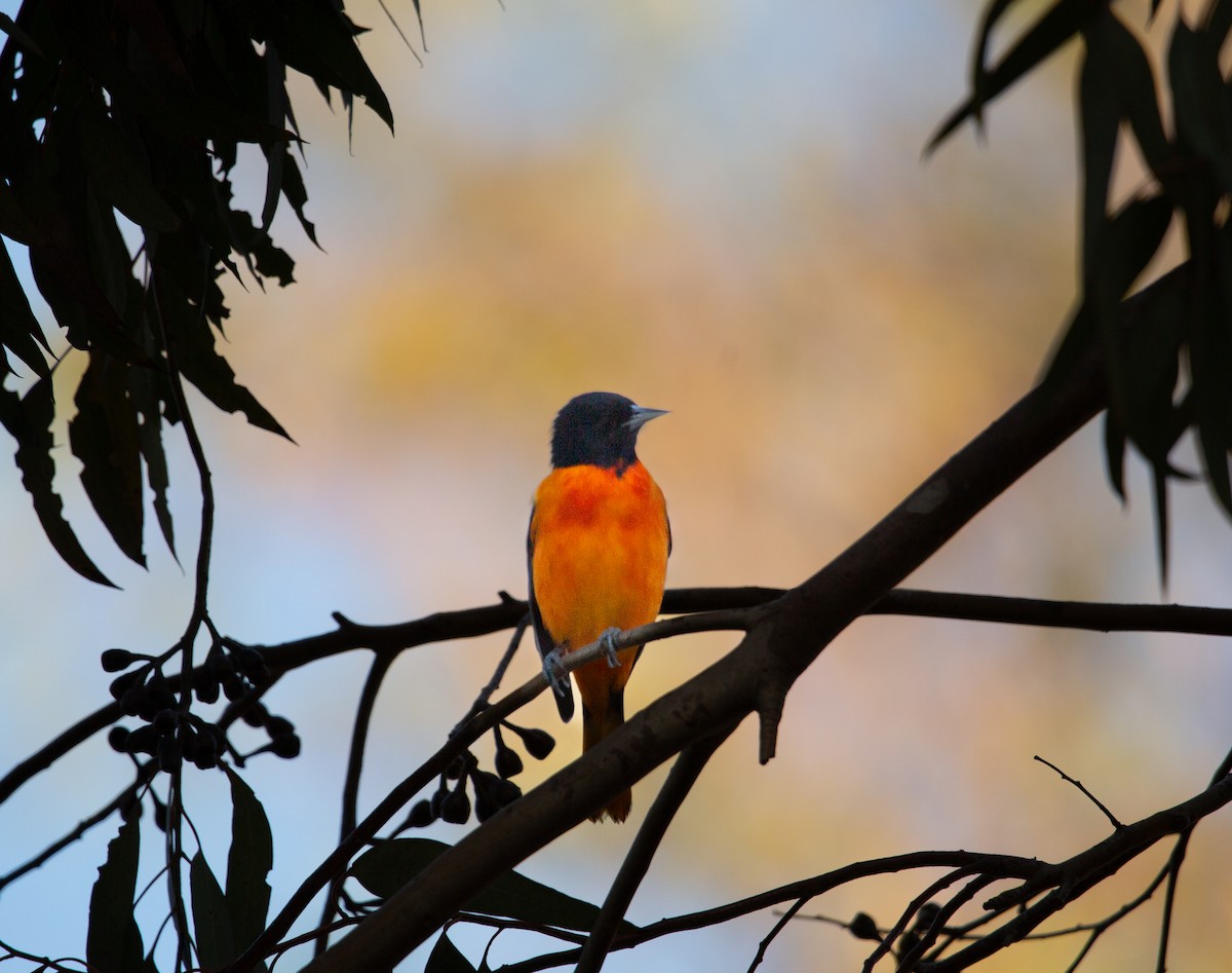 Балтиморский трупиал - ML644676030