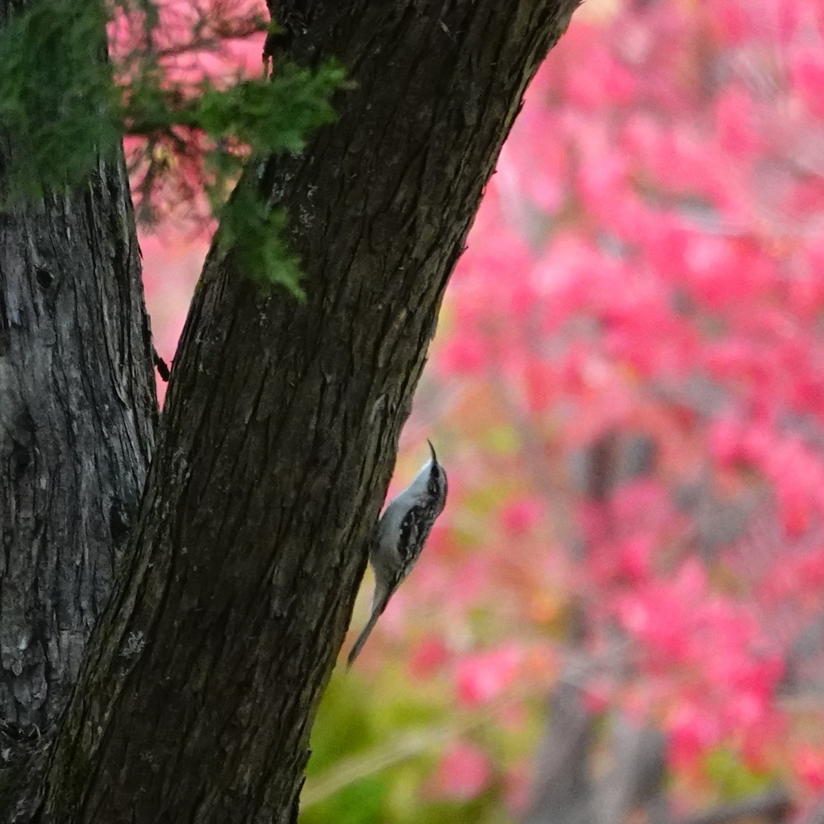 Brown Creeper - ML644676031