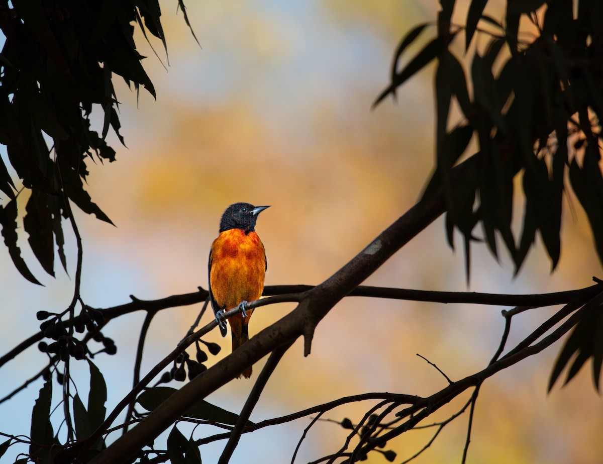 Балтиморский трупиал - ML644676033