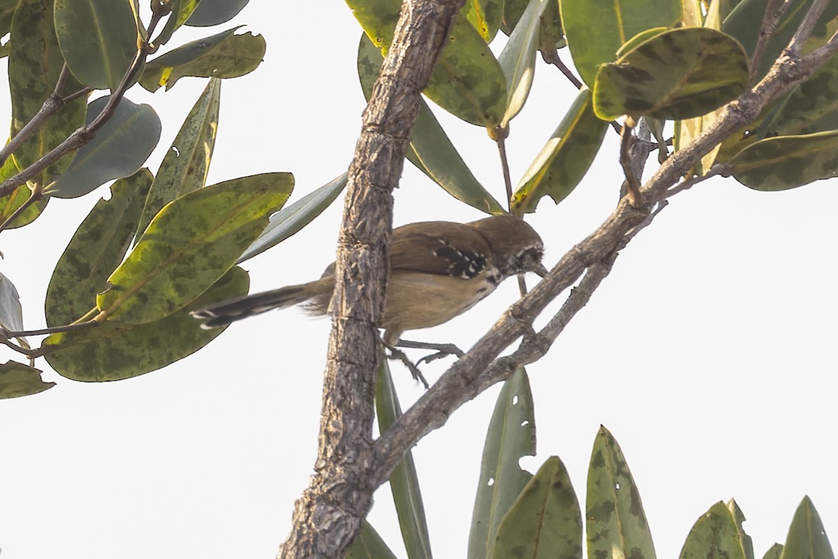 ムナグロアリサザイ - ML644676034