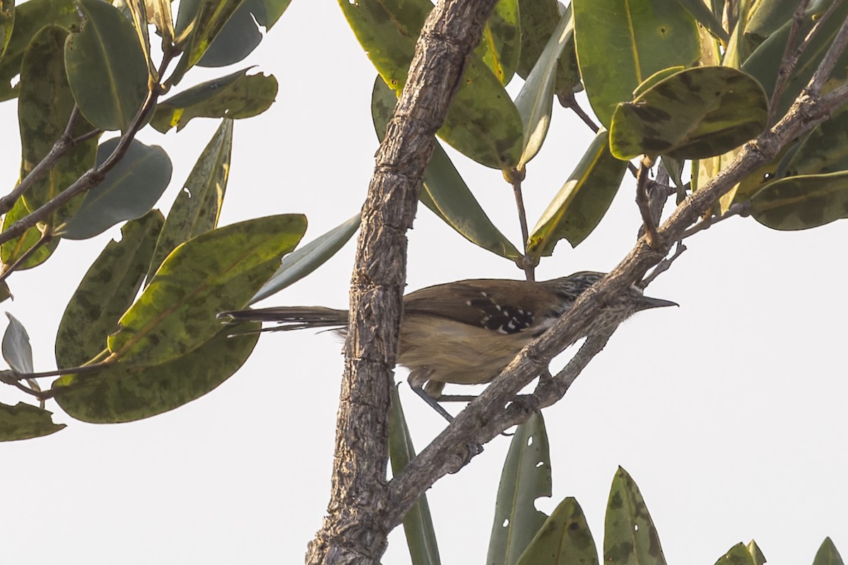 ムナグロアリサザイ - ML644676035