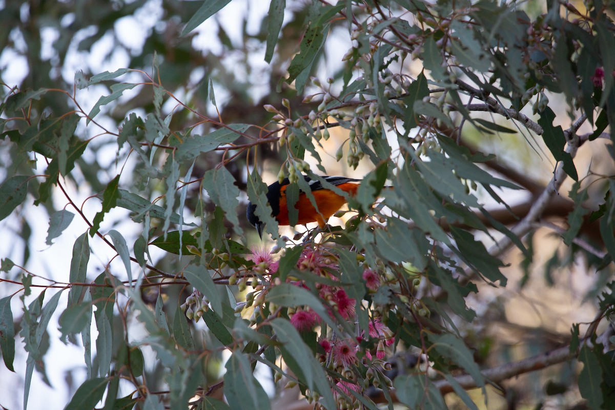 Балтиморский трупиал - ML644676036