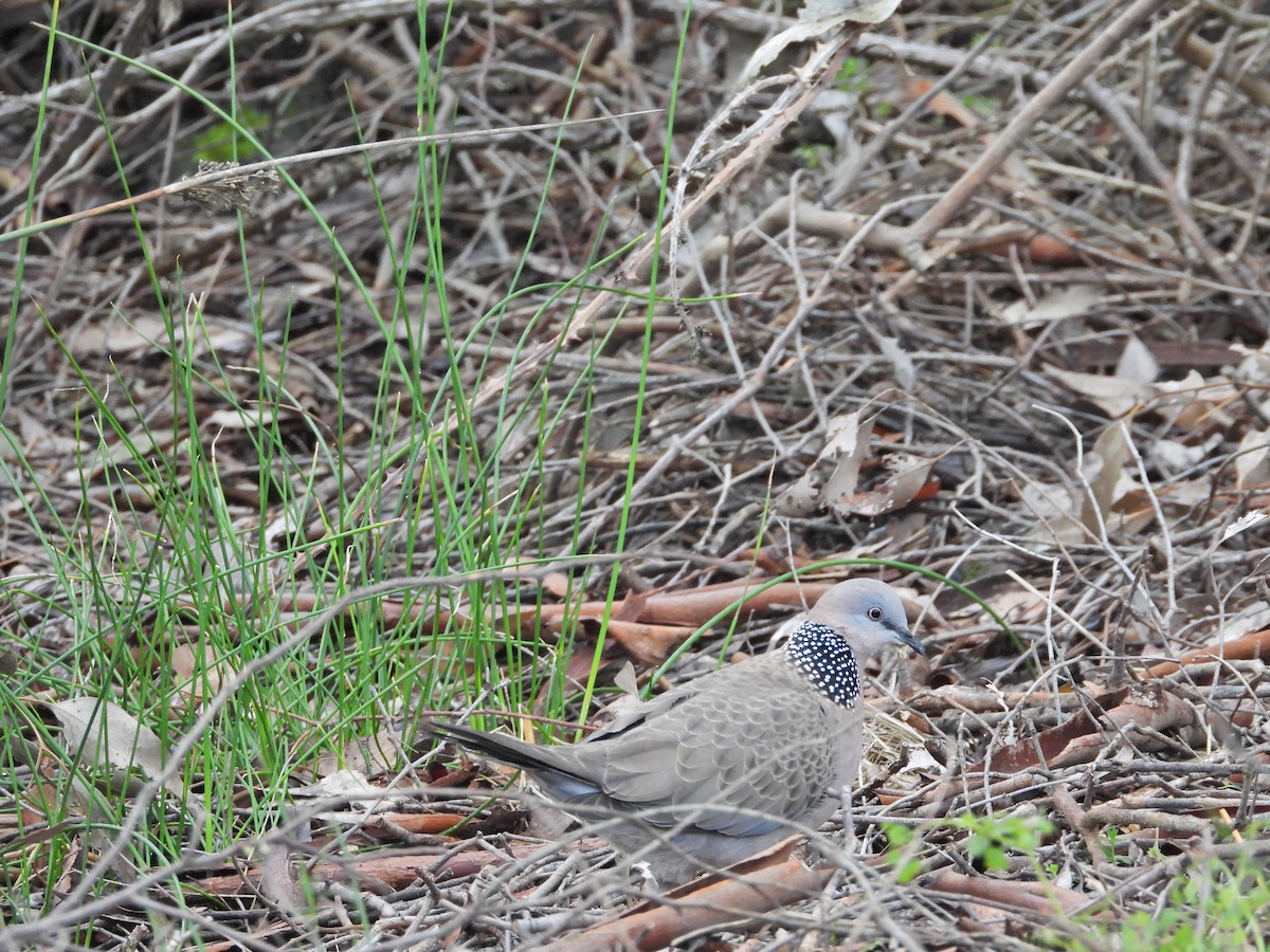 Spotted Dove - ML644676039