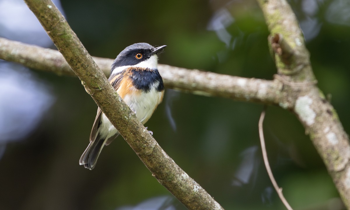 kappbatis - ML644676042