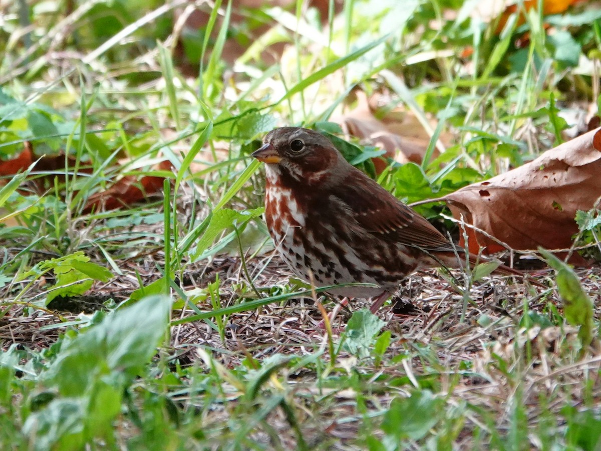 strnadec kaštanový - ML644676045