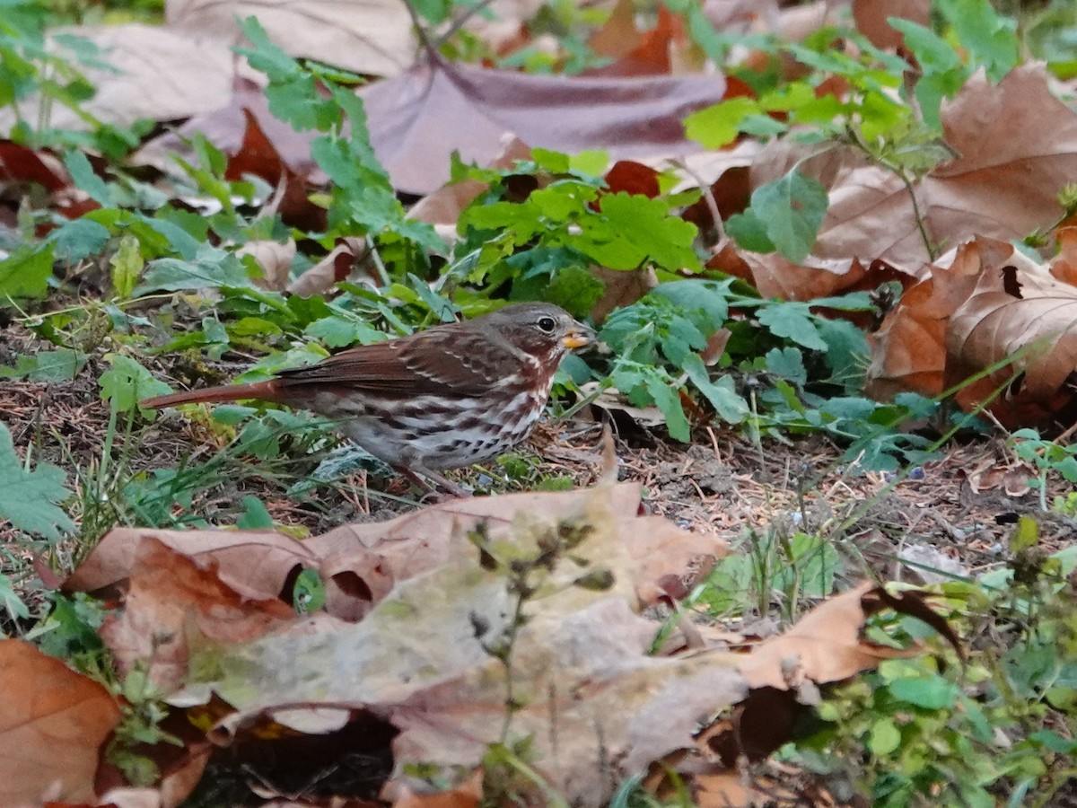 strnadec kaštanový - ML644676049