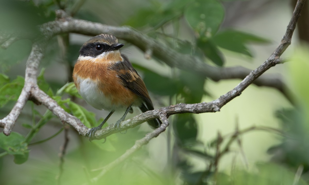 kappbatis - ML644676050