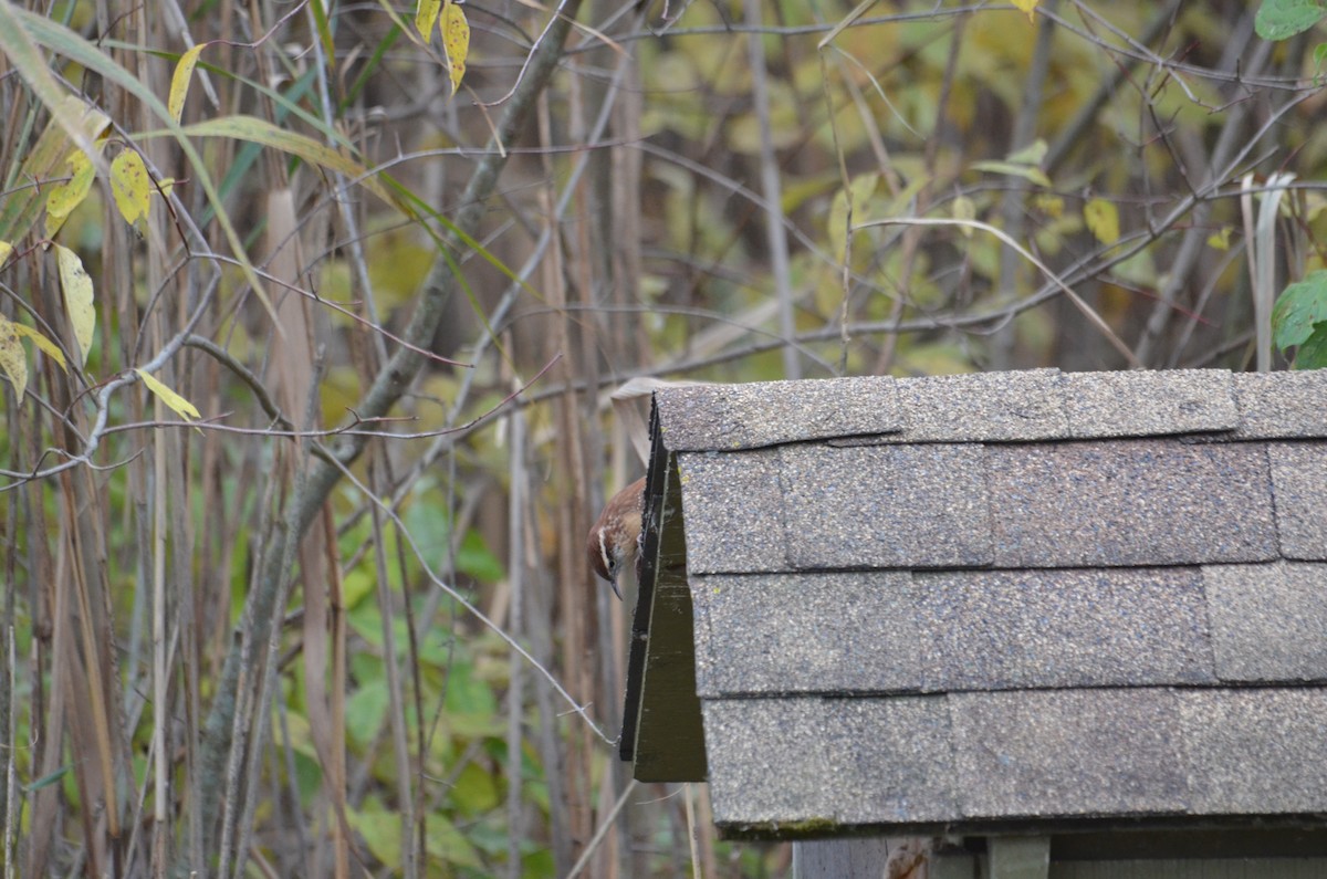 Carolina Wren - ML644676055