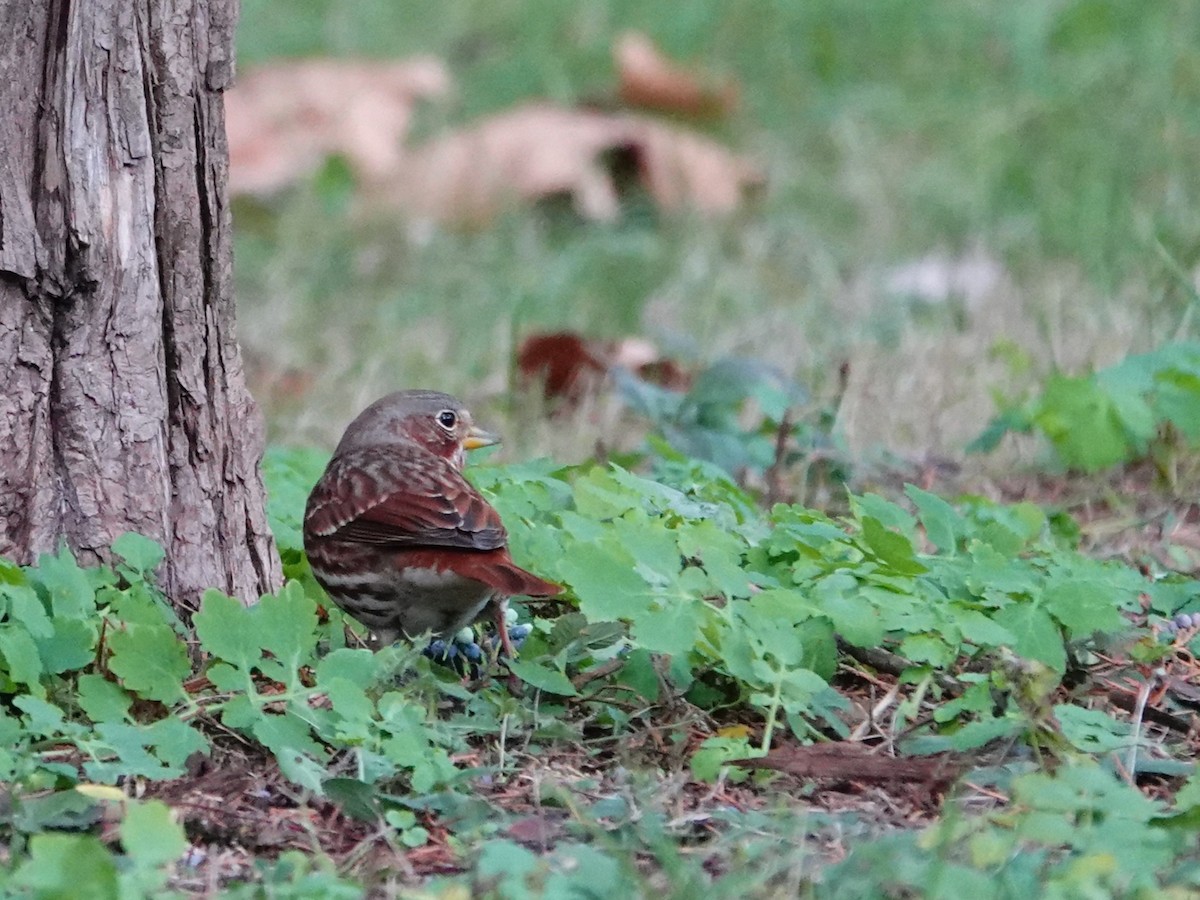 strnadec kaštanový - ML644676058