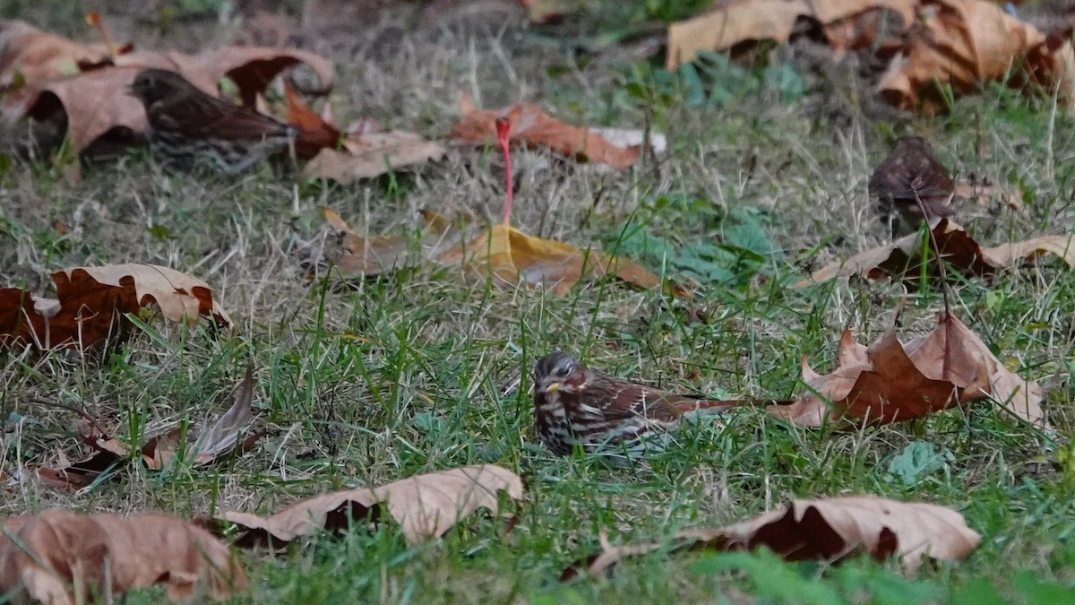 strnadec kaštanový - ML644676059