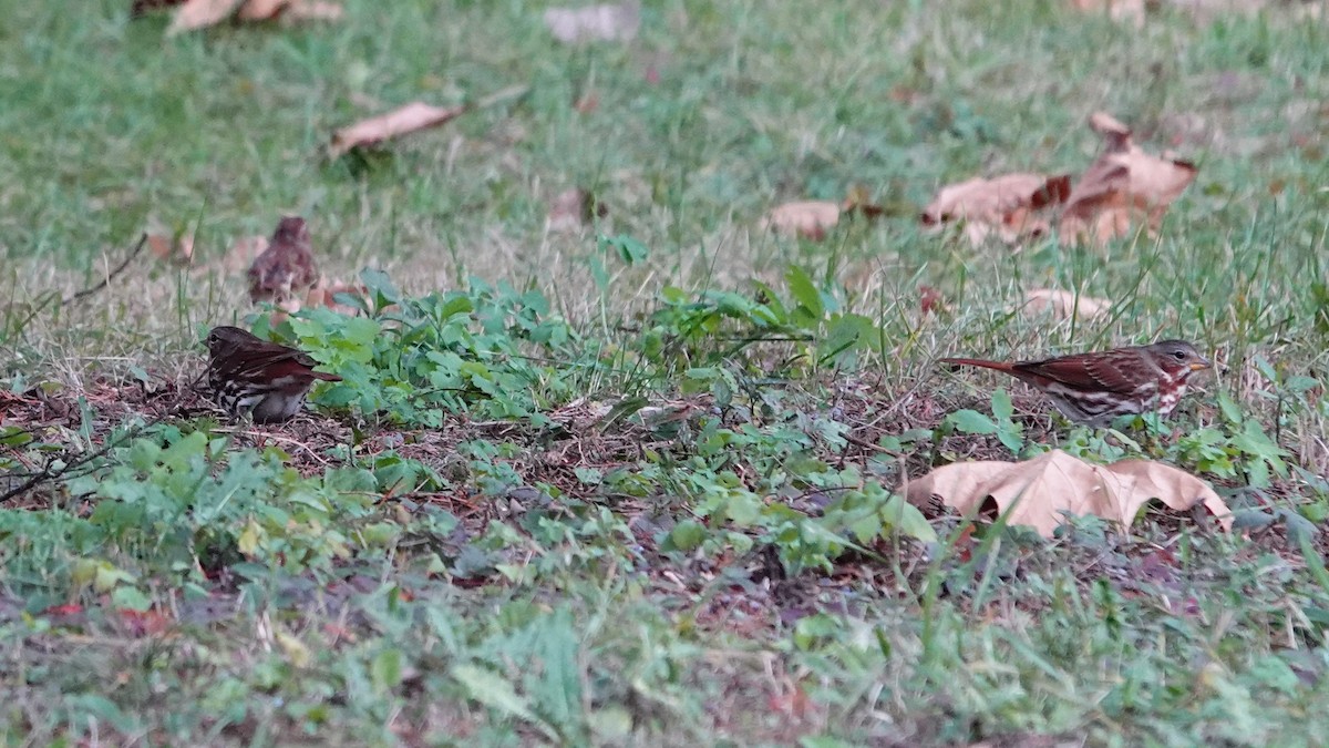 strnadec kaštanový - ML644676060