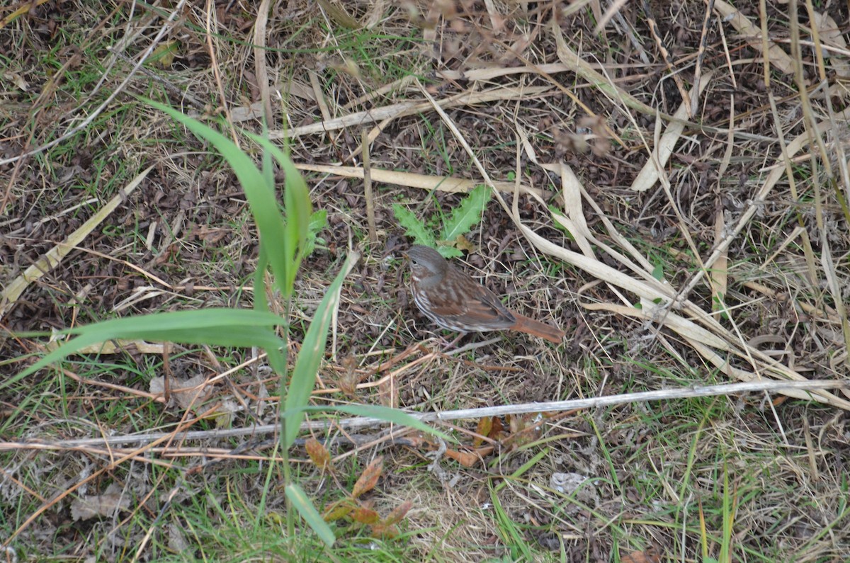 strnadec kaštanový - ML644676066