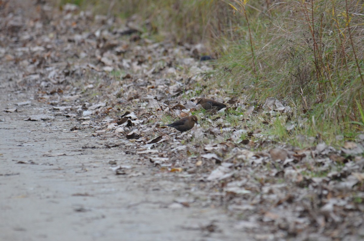 Rusty Blackbird - ML644676082