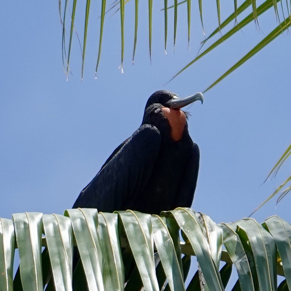 Great Frigatebird - ML644676087