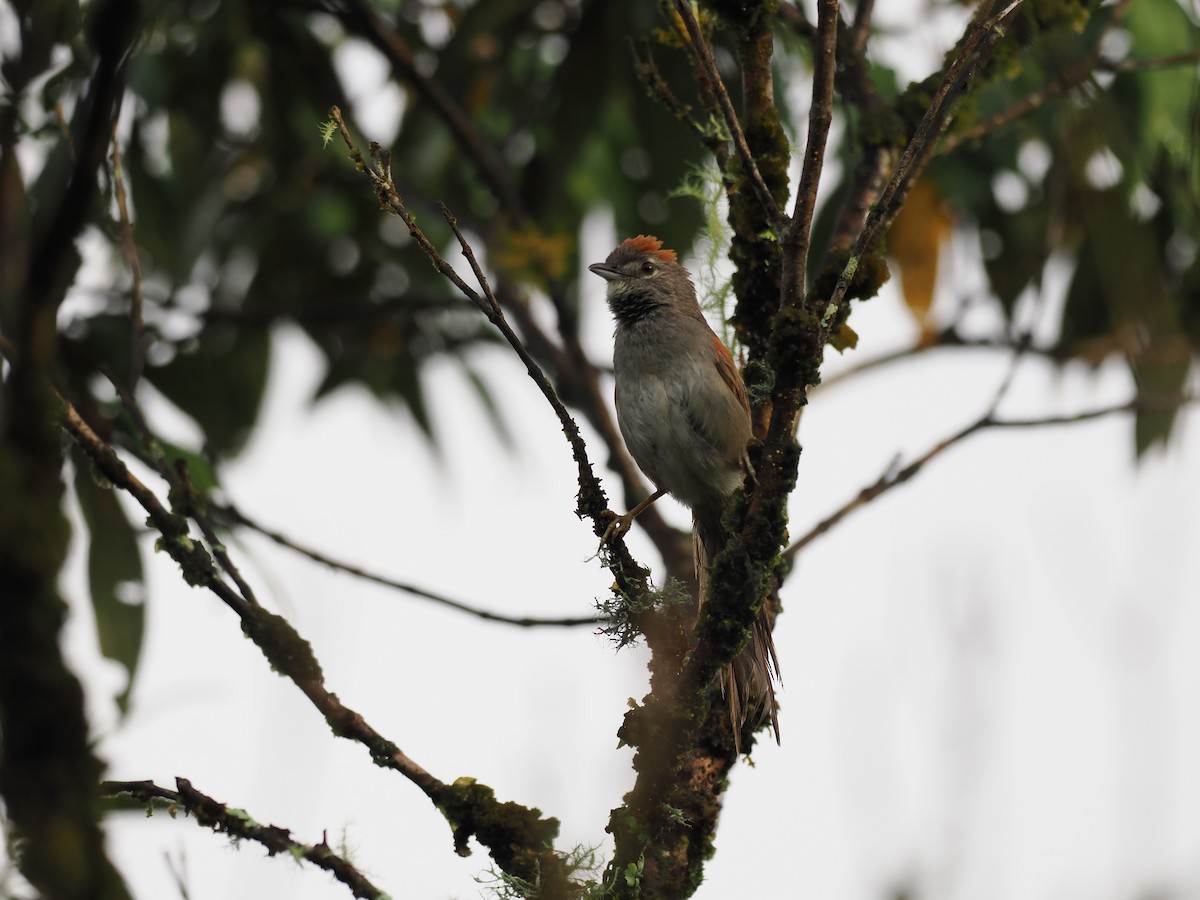 Pale-breasted Spinetail - ML644676089