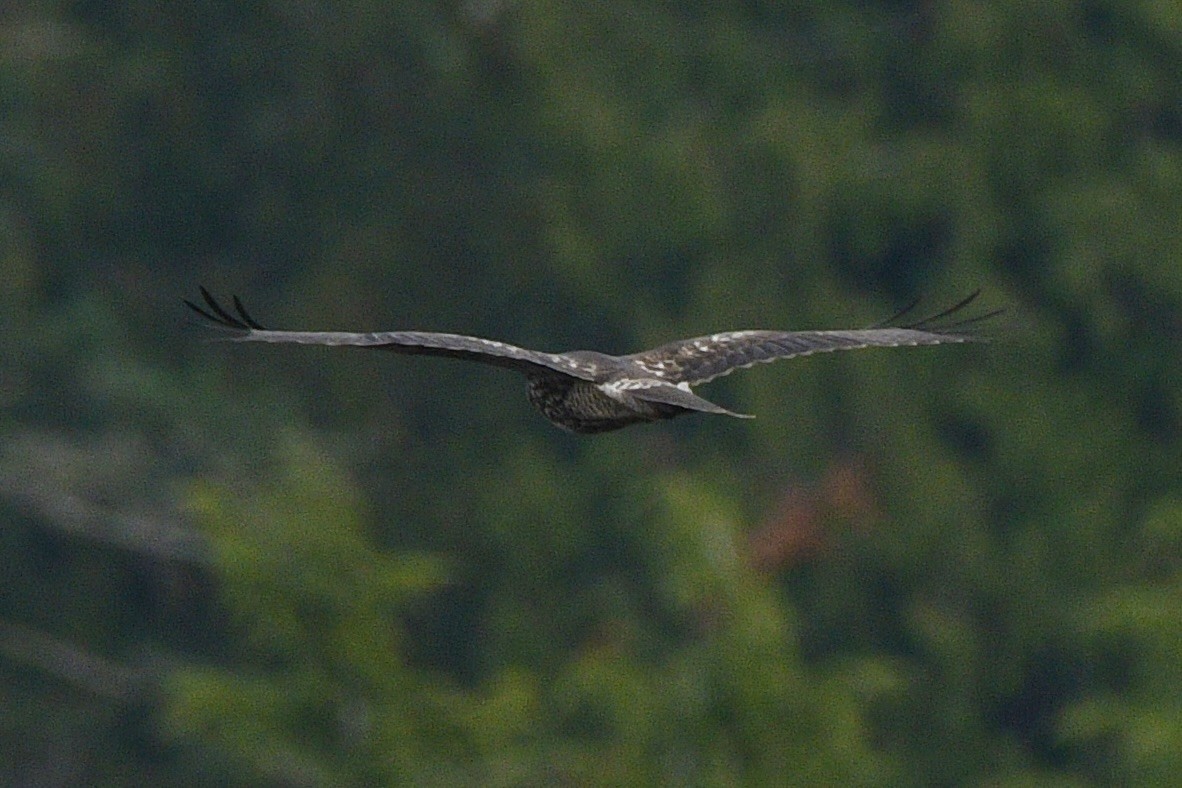Red-tailed Hawk - ML644676090