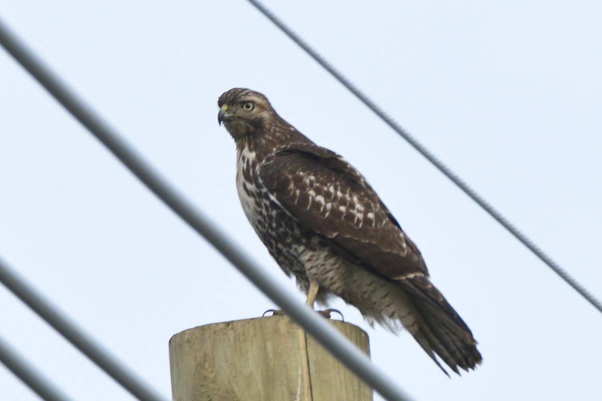 Red-tailed Hawk - ML644676091