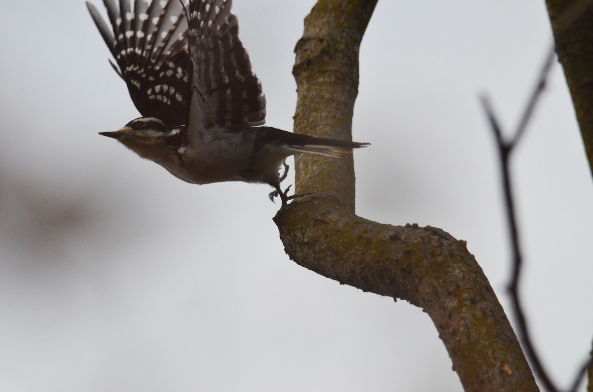 Hairy Woodpecker - ML644676092