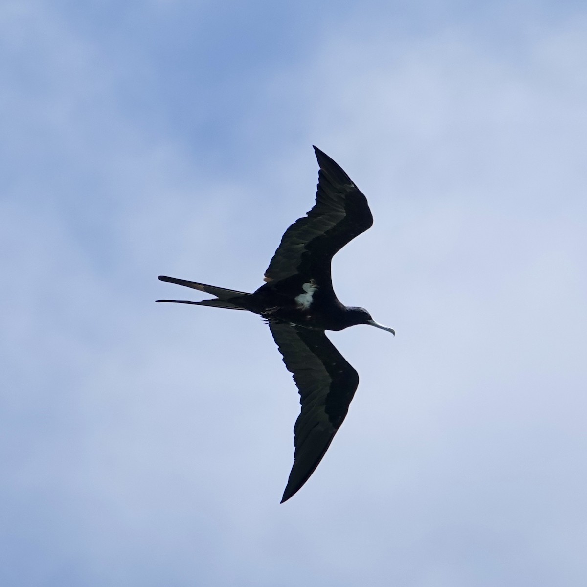 Lesser Frigatebird - ML644676093